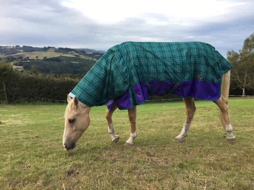 Horse Rugs