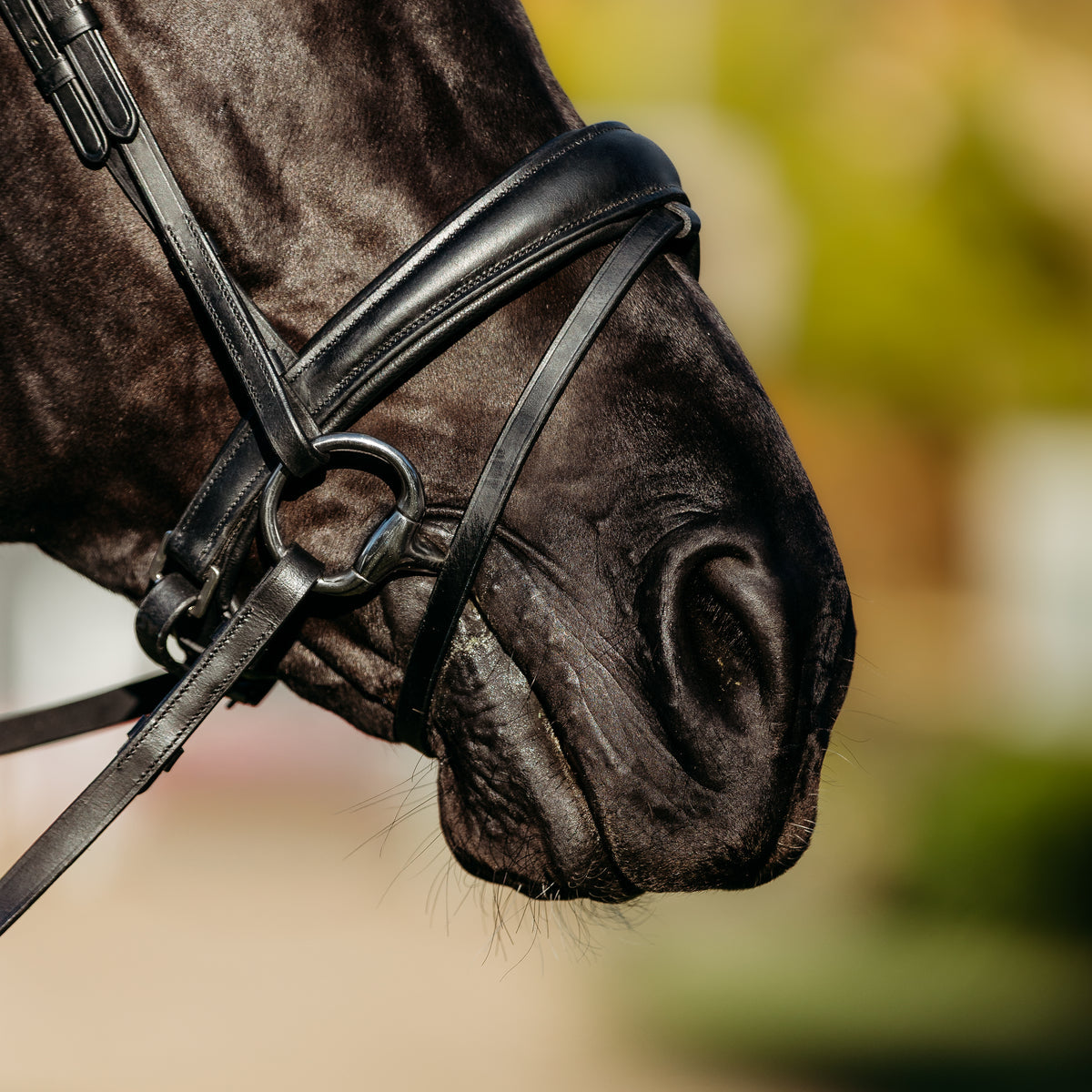 Lumiere Abigail Bridle