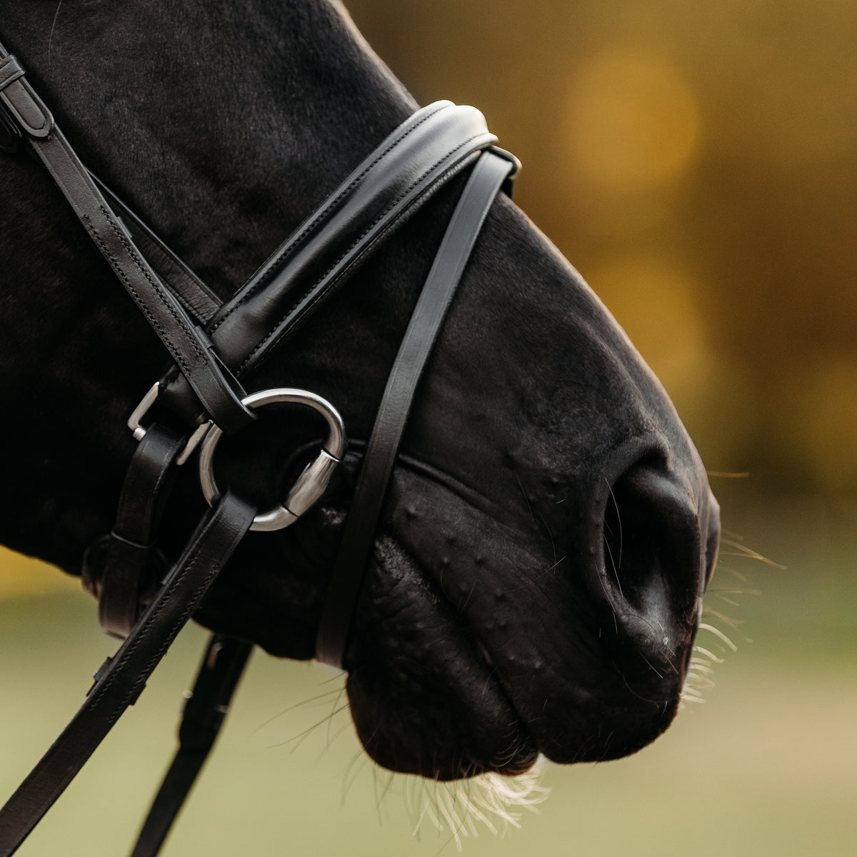Lumiere Demi Bridle