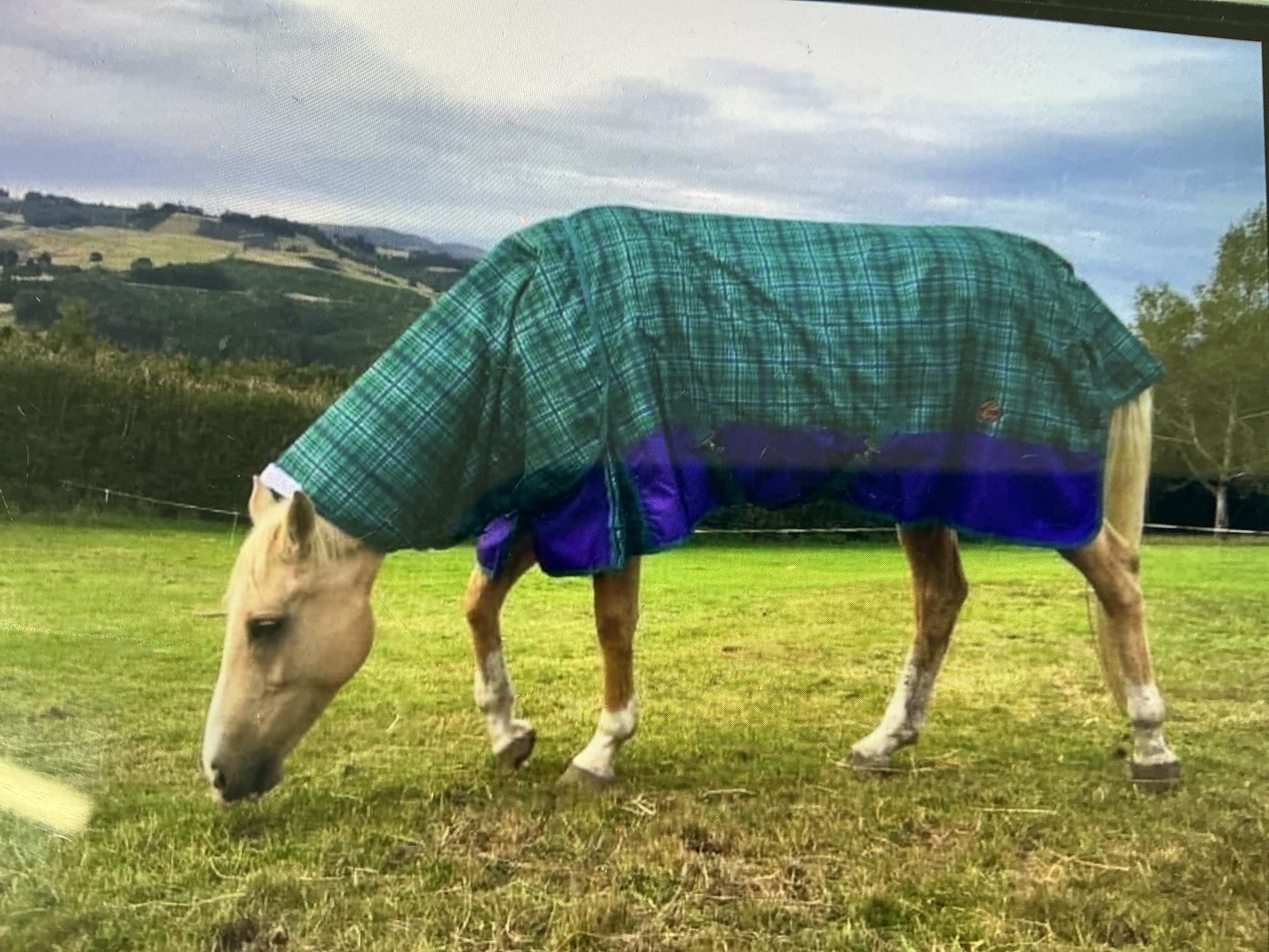 Zeberdee Equine Rug Sale - $150.00