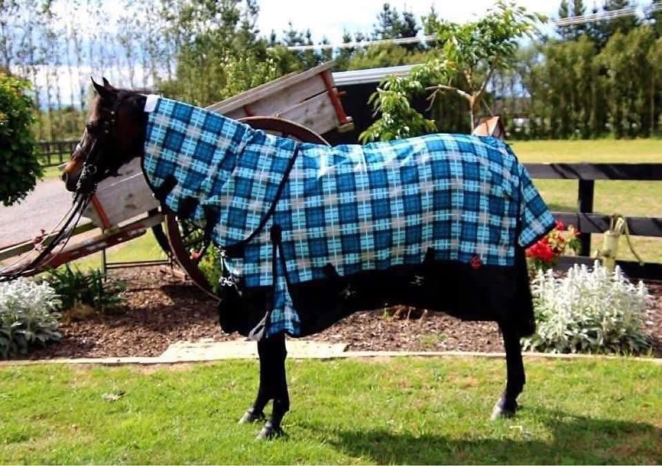 Zeberdee Equine 200g Detachable Rugs