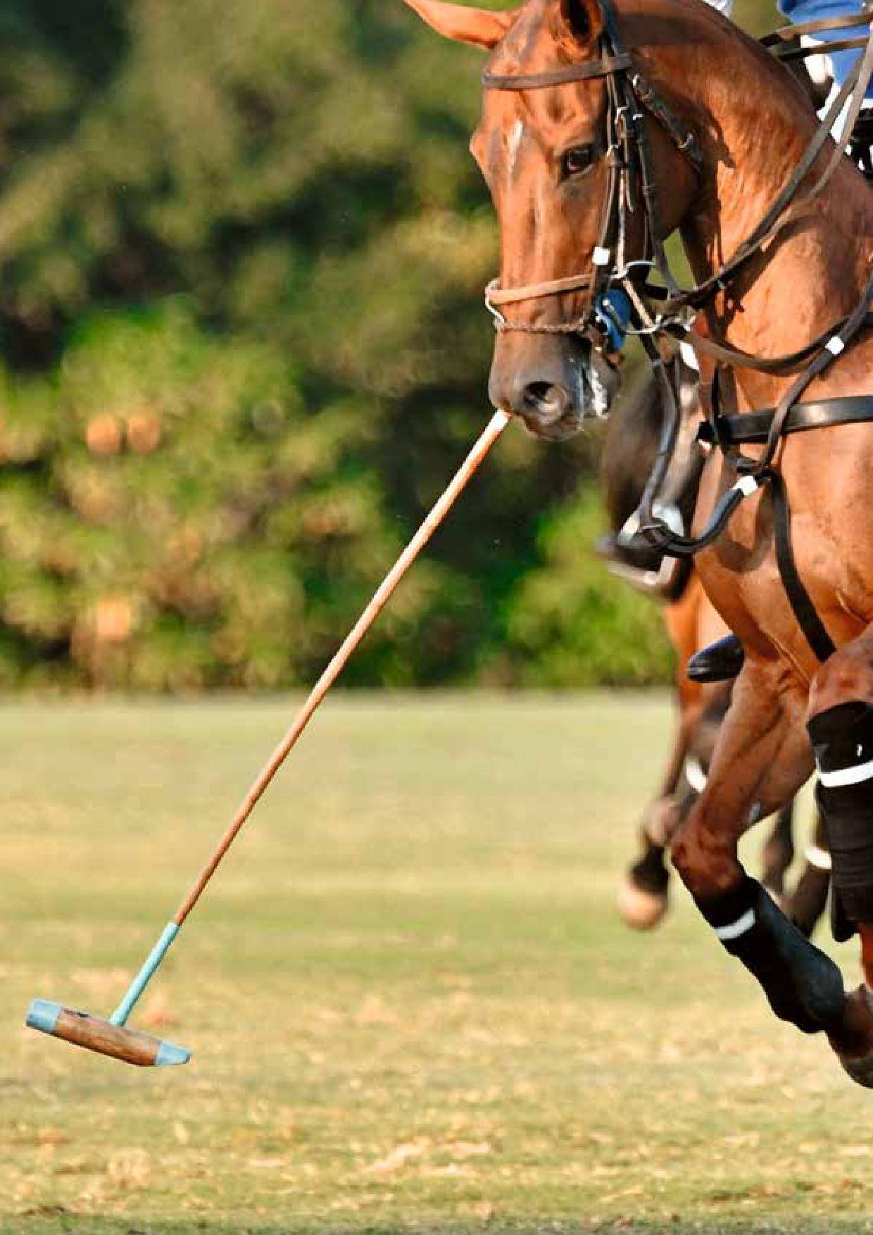 POLO PRO