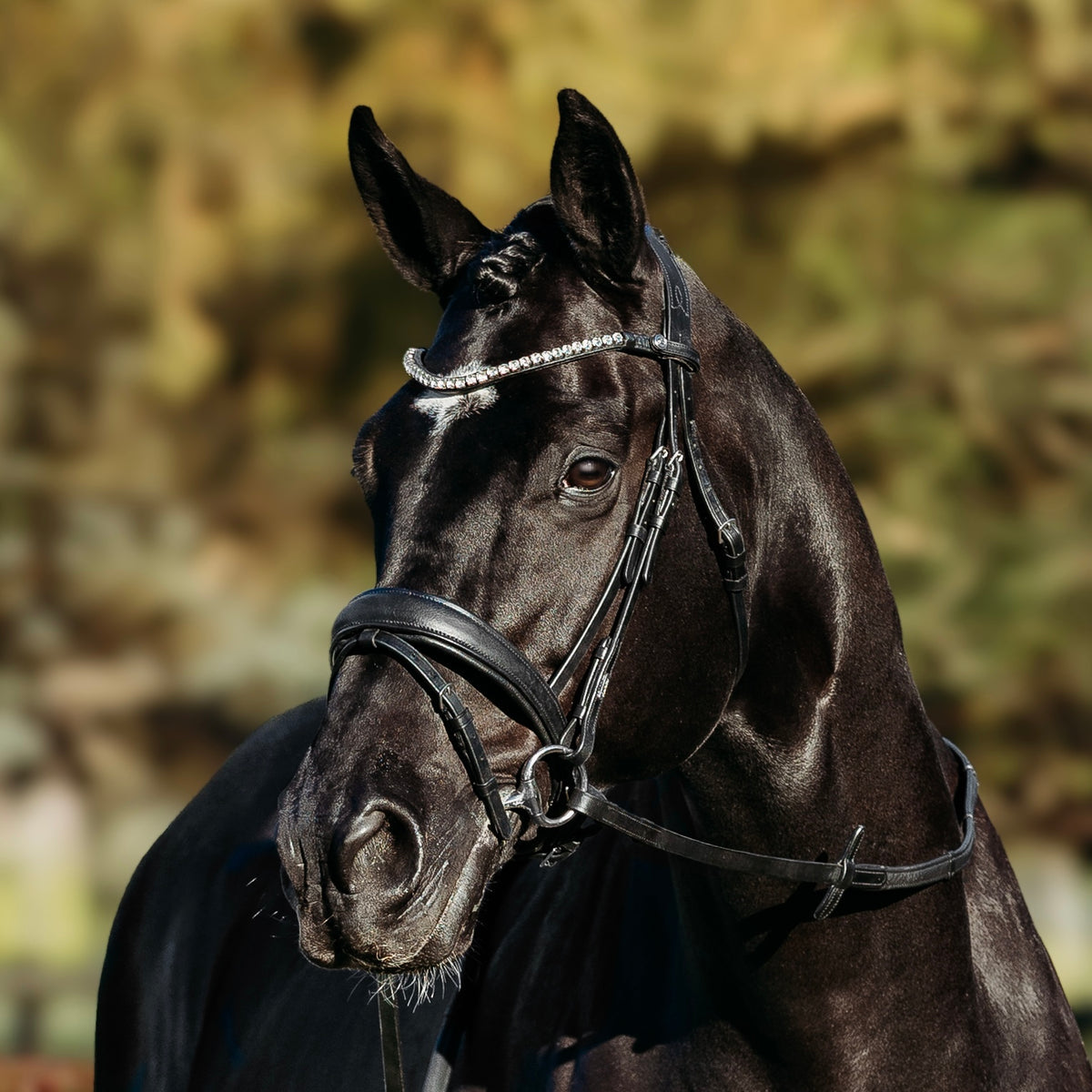Lumiere Abigail Bridle