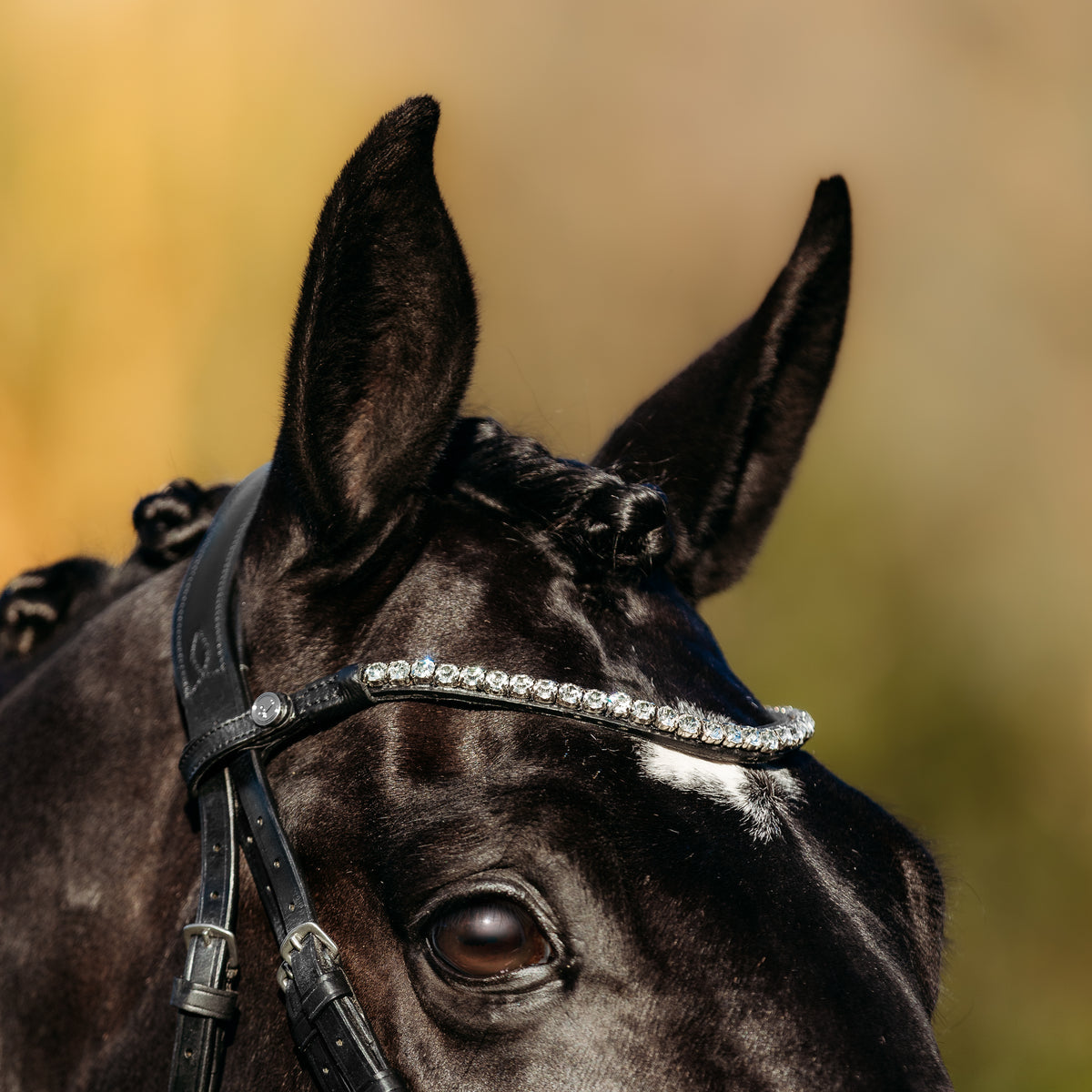 Lumiere Abigail Bridle