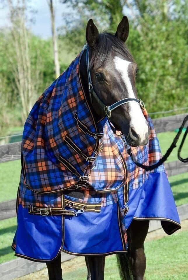 Zeberdee Equine Rug Sale - $100.00