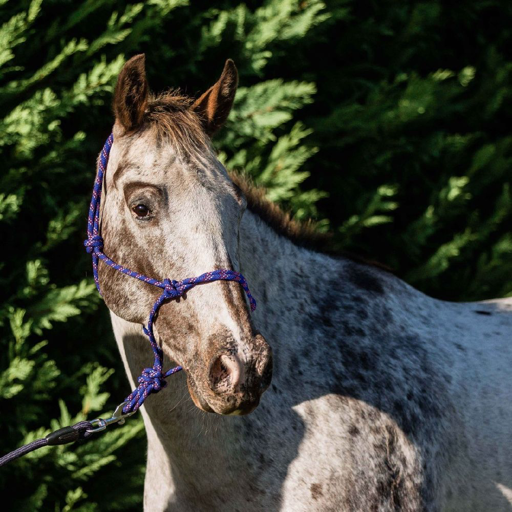 Flair Rope Multi Fleck Halter - Hack