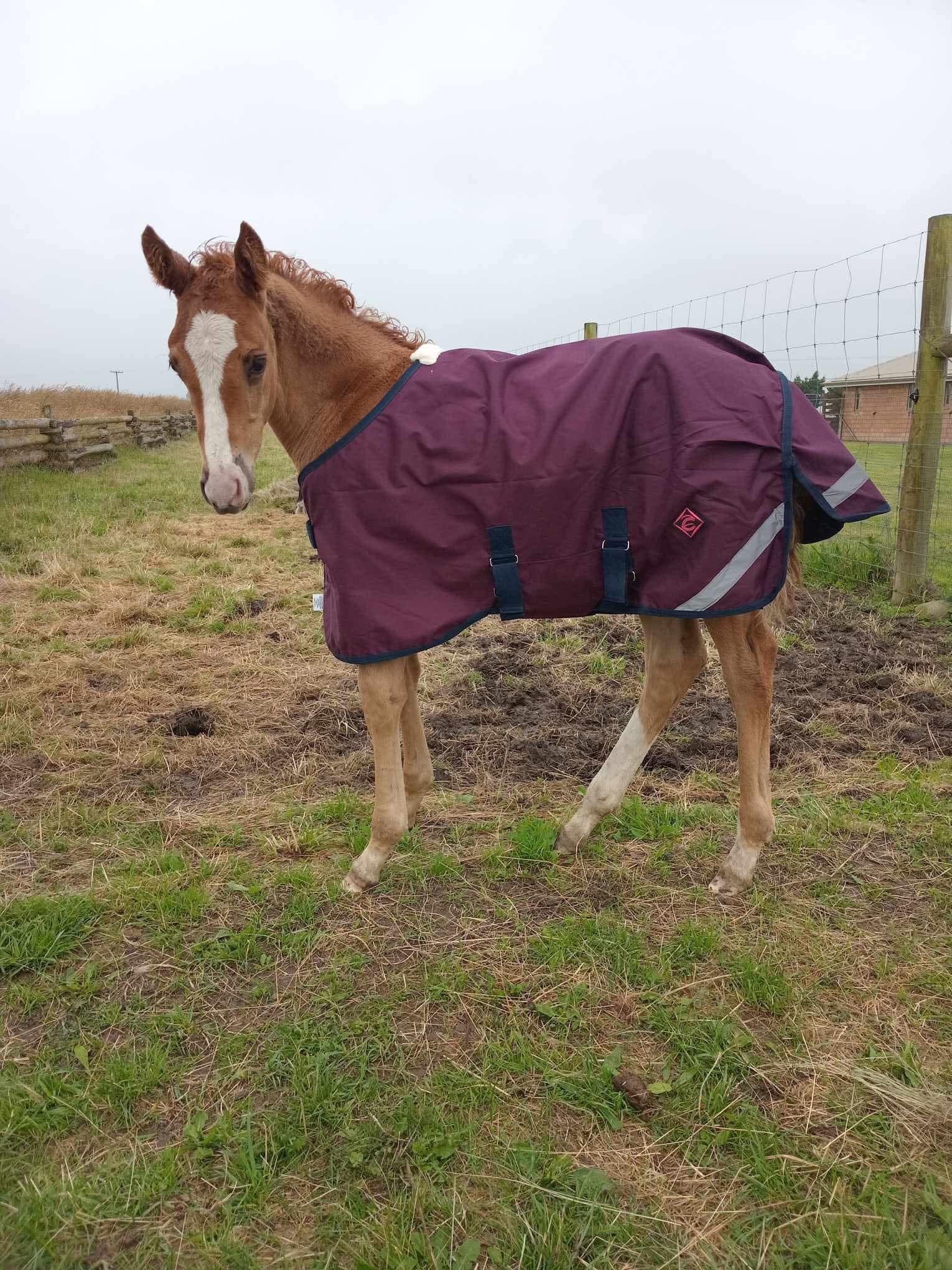 Zeberdee Equine Expandable Foal Rug