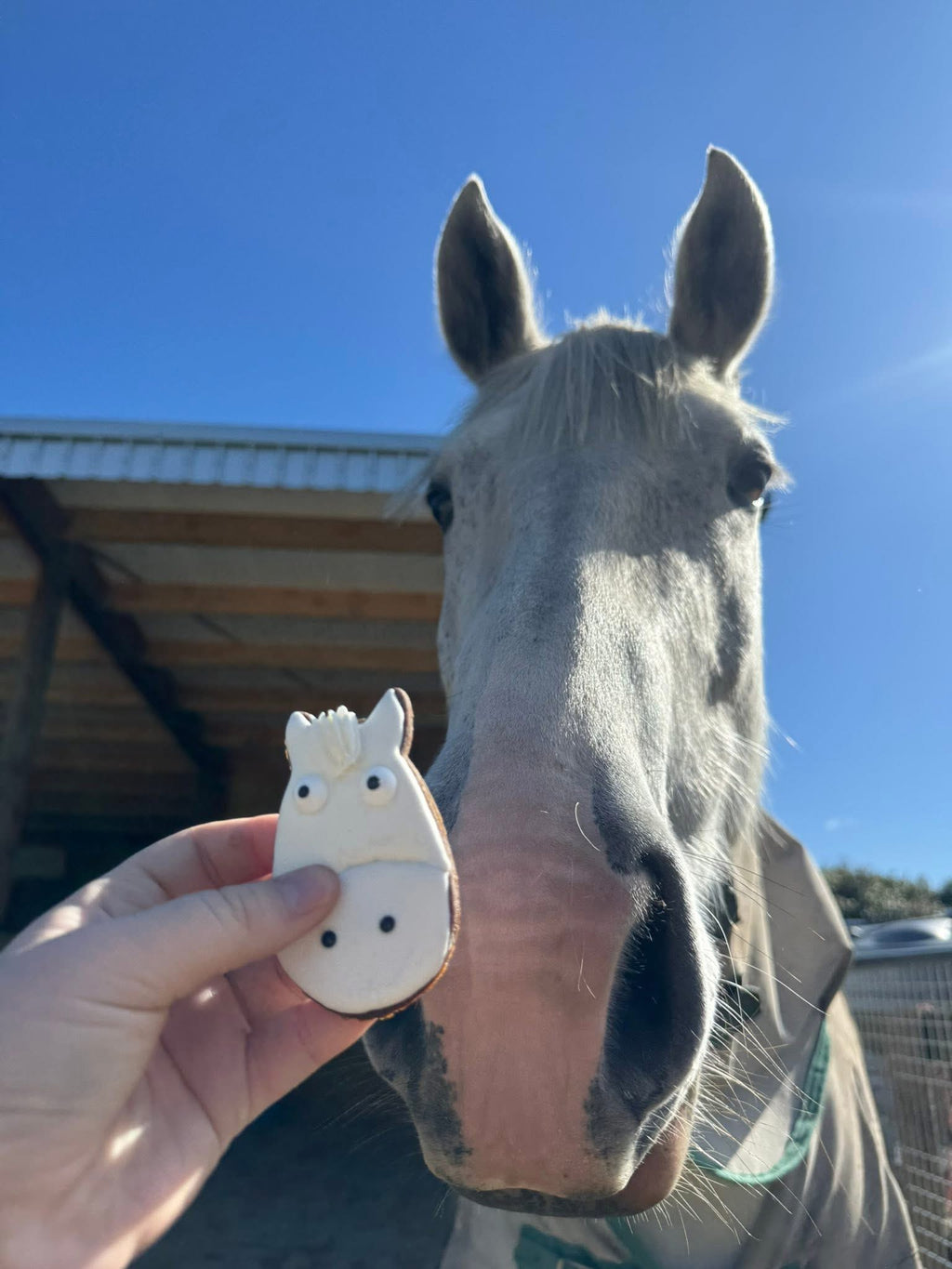 Equine Eats N Treats Novelty Cookies