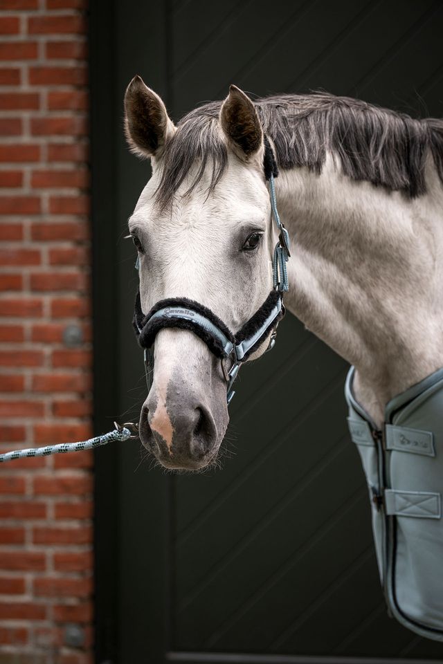 CAVALJERO HALTER